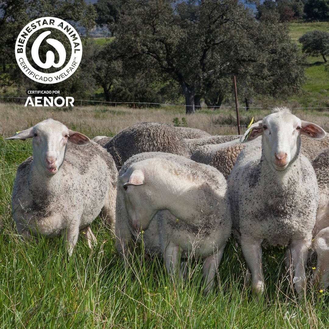 Hard Spanish Cheese - Raw Sheep Milk by Dehesa Dos Hermanas Dehesa Dos Hermanas