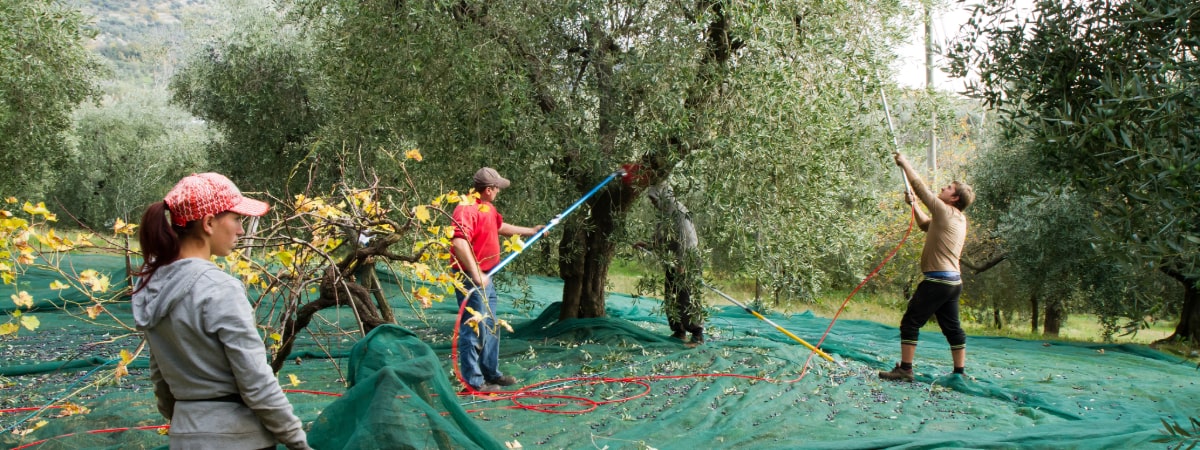 People harvesting olives in an olive grove with green nets on the ground.