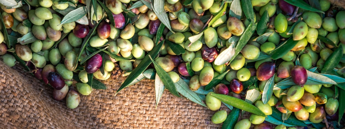 Assorted green and purple olives with leaves on a woven surface